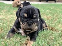 Dexter, a male English Bulldog for sale in Lake Stevens, WA – 2 of 8
