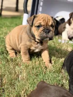 Elvira , a female English Bulldog for sale in Lake Stevens, WA – 2 of 8