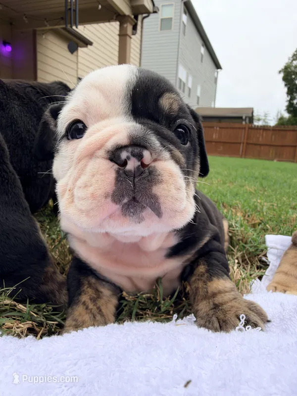 Wednesday – English Bulldog puppy for sale in Lake Stevens, WA