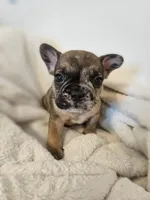 Two Face, a male French Bulldog for sale in Lake Stevens, WA – Photo 4 of 6