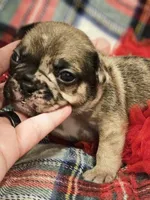 Two Face, a male French Bulldog for sale in Lake Stevens, WA – Photo 6 of 6
