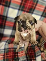 Two Face, a male French Bulldog for sale in Lake Stevens, WA – Photo 2 of 6