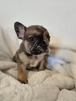 Two Face, a male French Bulldog for sale in Lake Stevens, WA – Photo 3 of 6