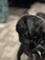 Rita, a female Pug for sale in Lake Stevens, WA – Photo 6 of 6