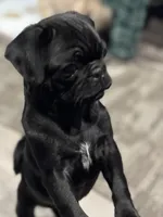 Rita, a female Pug for sale in Lake Stevens, WA – Photo 2 of 6