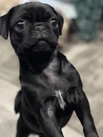 Rita, a female Pug for sale in Lake Stevens, WA – Photo 3 of 6