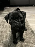 Rita, a female Pug for sale in Lake Stevens, WA – Photo 4 of 6