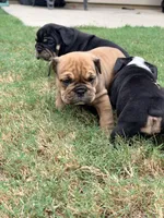 Elvira , a female English Bulldog for sale in Lake Stevens, WA – 7 of 8