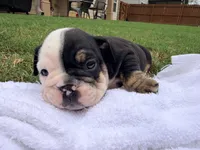 Wednesday, a female English Bulldog for sale in Lake Stevens, WA – 2 of 6