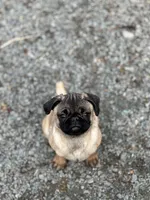 Cherry, a female Pug for sale in Lake Stevens, WA – Photo 4 of 8