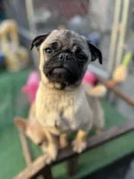 Cherry, a female Pug for sale in Lake Stevens, WA – Photo 8 of 8