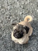 Cherry, a female Pug for sale in Lake Stevens, WA – Photo 3 of 8