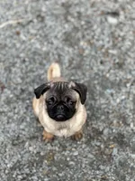 Cherry, a female Pug for sale in Lake Stevens, WA – Photo 2 of 8