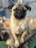 Cherry, a female Pug for sale in Lake Stevens, WA – Photo 7 of 8