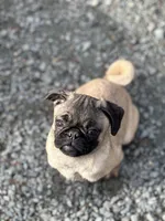 Cherry, a female Pug for sale in Lake Stevens, WA – Photo 5 of 8