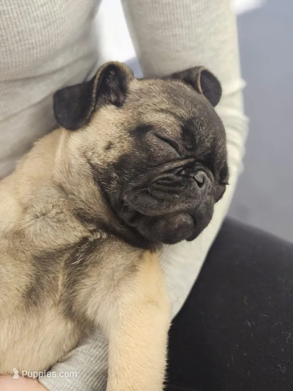 Cherry, a female Pug for sale in Lake Stevens, WA – Photo 1 of 8