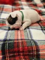 Spotty Dotty, a male French Bulldog for sale in Lake Stevens, WA – Photo 4 of 4