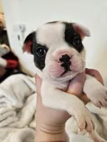 Spotty Dotty, a male French Bulldog for sale in Lake Stevens, WA – Photo 1 of 4