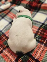 Spotty Dotty, a male French Bulldog for sale in Lake Stevens, WA – Photo 3 of 4