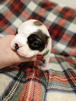 Spotty Dotty, a male French Bulldog for sale in Lake Stevens, WA – Photo 2 of 4
