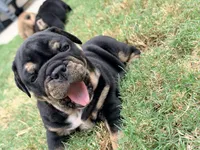 Dexter, a male English Bulldog for sale in Lake Stevens, WA – 4 of 8