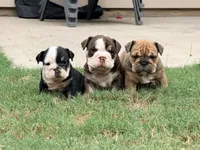 Wednesday, a female English Bulldog for sale in Lake Stevens, WA – 6 of 6