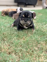 Dexter, a male English Bulldog for sale in Lake Stevens, WA – 6 of 8