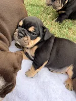 Chucky, a male English Bulldog for sale in Lake Stevens, WA – 4 of 6