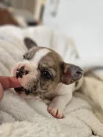Casanova, a male French Bulldog for sale in Lake Stevens, WA – Photo 3 of 3