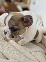 Casanova, a male French Bulldog for sale in Lake Stevens, WA – Photo 2 of 3