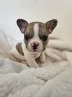 Casanova, a male French Bulldog for sale in Lake Stevens, WA – Photo 1 of 3