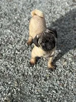 Rico, a male Pug for sale in Lake Stevens, WA – Photo 8 of 8