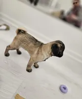 Rico, a male Pug for sale in Lake Stevens, WA – Photo 2 of 8