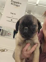 Rico, a male Pug for sale in Lake Stevens, WA – Photo 3 of 8