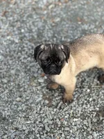 Rico, a male Pug for sale in Lake Stevens, WA – Photo 6 of 8
