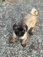 Rico, a male Pug for sale in Lake Stevens, WA – Photo 4 of 8