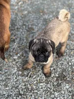 Rico, a male Pug for sale in Lake Stevens, WA – Photo 7 of 8