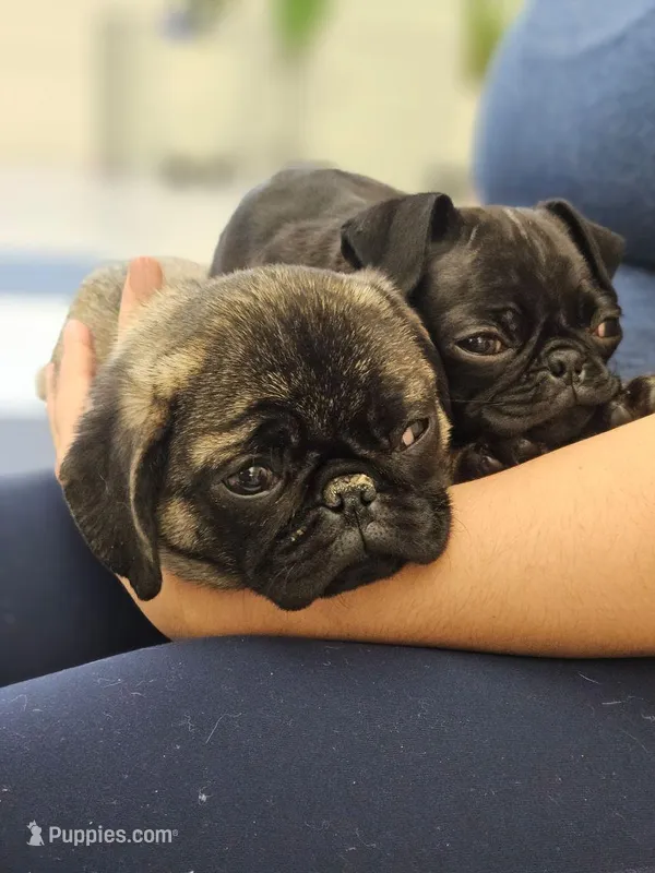 Rico, a male Pug for sale in Lake Stevens, WA – Photo 1 of 8