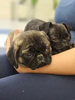 Rico, a male Pug for sale in Lake Stevens, WA – Photo 1 of 8