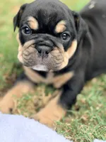 Chucky, a male English Bulldog for sale in Lake Stevens, WA – 1 of 6