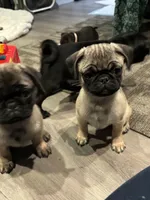 Bella, a female Pug for sale in Lake Stevens, WA – Photo 6 of 8