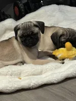 Bella, a female Pug for sale in Lake Stevens, WA – Photo 8 of 8