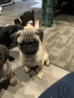 Bella, a female Pug for sale in Lake Stevens, WA – Photo 7 of 8
