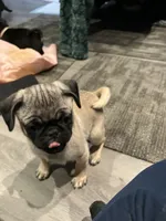 Bella, a female Pug for sale in Lake Stevens, WA – Photo 3 of 8