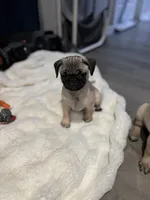 Bella, a female Pug for sale in Lake Stevens, WA – Photo 2 of 8