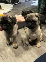 Bella, a female Pug for sale in Lake Stevens, WA – Photo 5 of 8