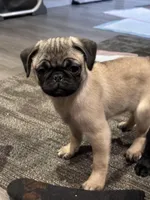 Bella, a female Pug for sale in Lake Stevens, WA – Photo 1 of 8