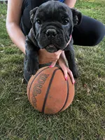 Marla, a female English Bulldog for sale in Lake Stevens, WA – 2 of 2