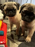 Rico, a male Pug for sale in Lake Stevens, WA – Photo 3 of 5