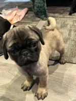 Rico, a male Pug for sale in Lake Stevens, WA – Photo 5 of 5